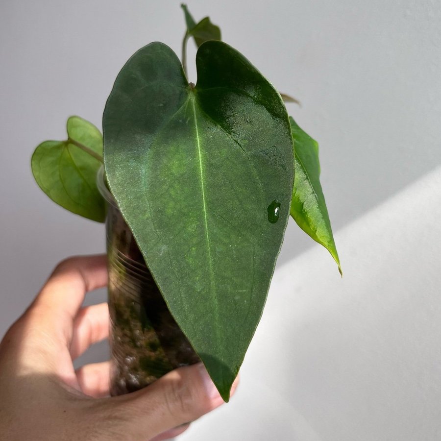 Anthurium Wuhoo Papillilaminum hybrid x (Triplex Papillilaminum x SKG Dressleri)