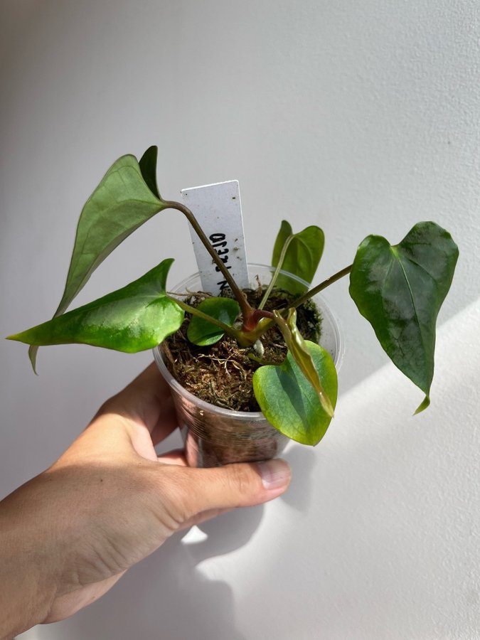 Anthurium Wuhoo Papillilaminum hybrid x (Triplex Papillilaminum x SKG Dressleri)