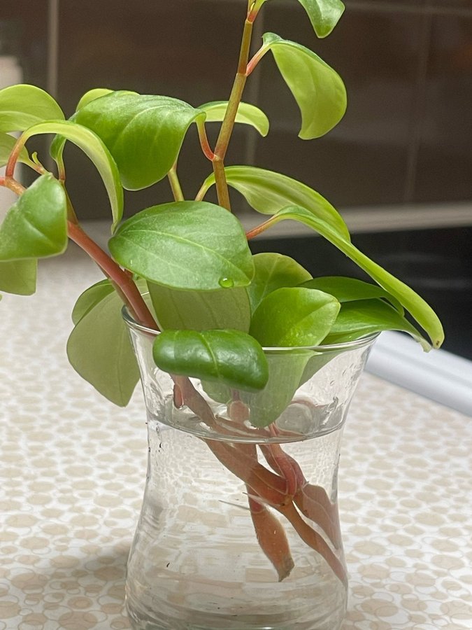 Mors tanke, Peperomia glabella