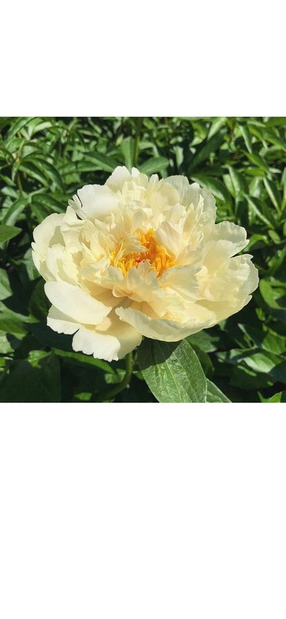 Nyhet Paeonia lactiflora Vanilla Schnapps planta