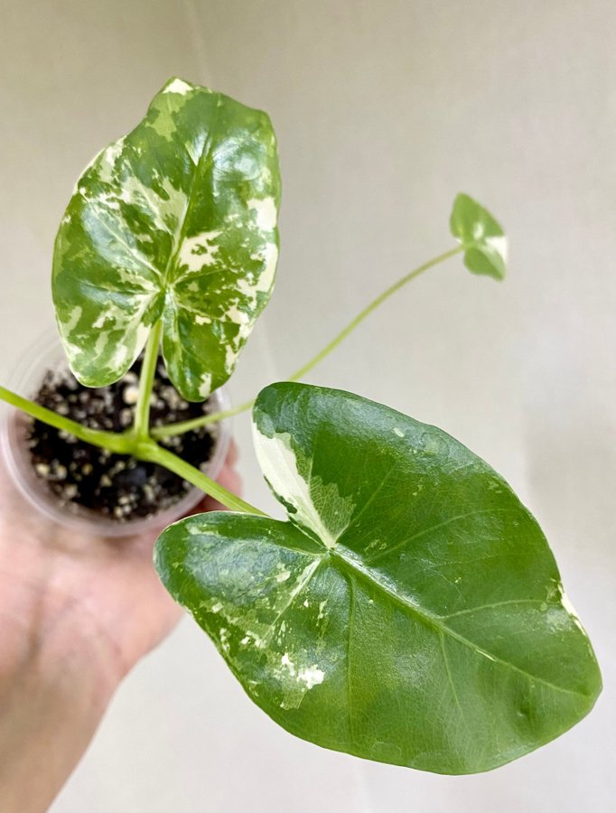 Alocasia Macrorrhiza Variegata