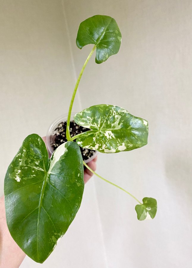 Alocasia Macrorrhiza Variegata