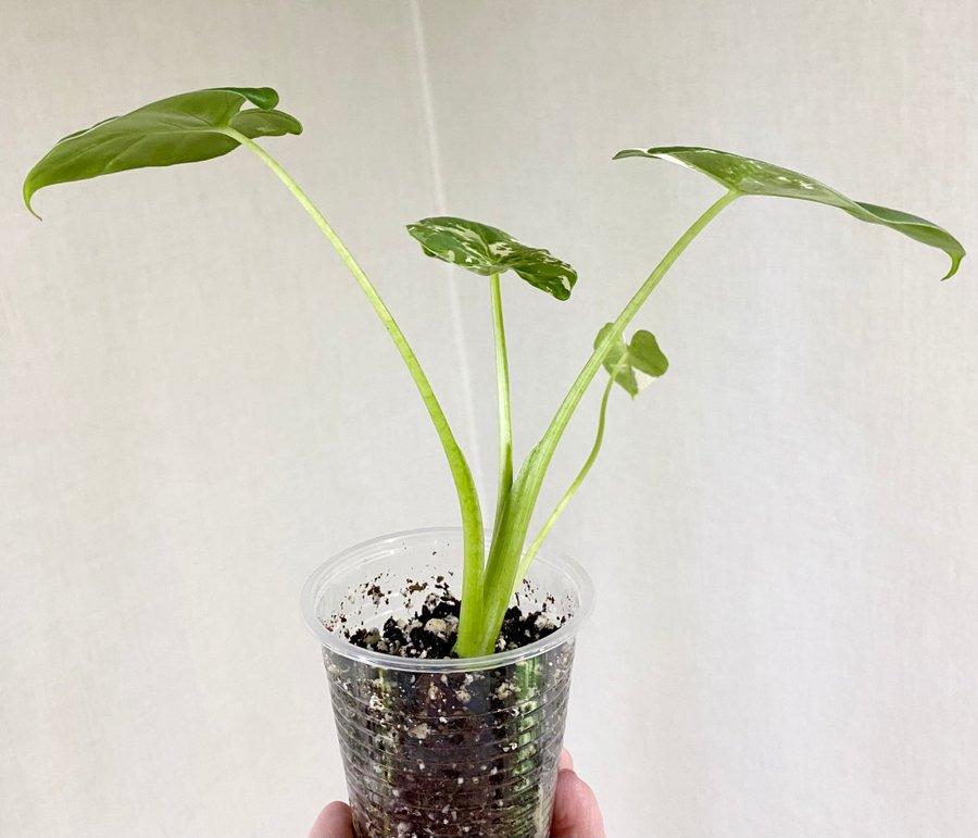 Alocasia Macrorrhiza Variegata