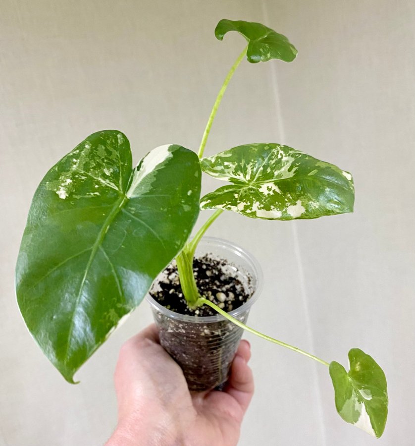 Alocasia Macrorrhiza Variegata