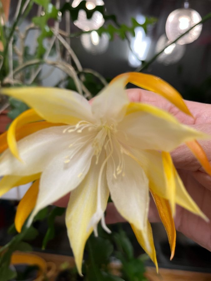 Epiphyllum anguliger