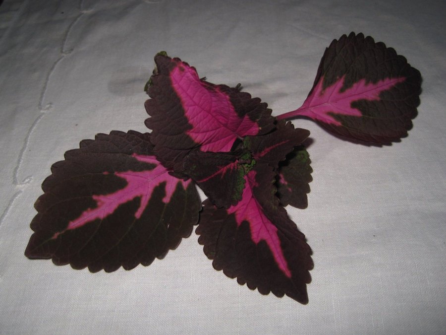 PALETTBLAD China Rose, stickling (Coleus scutellarioide)