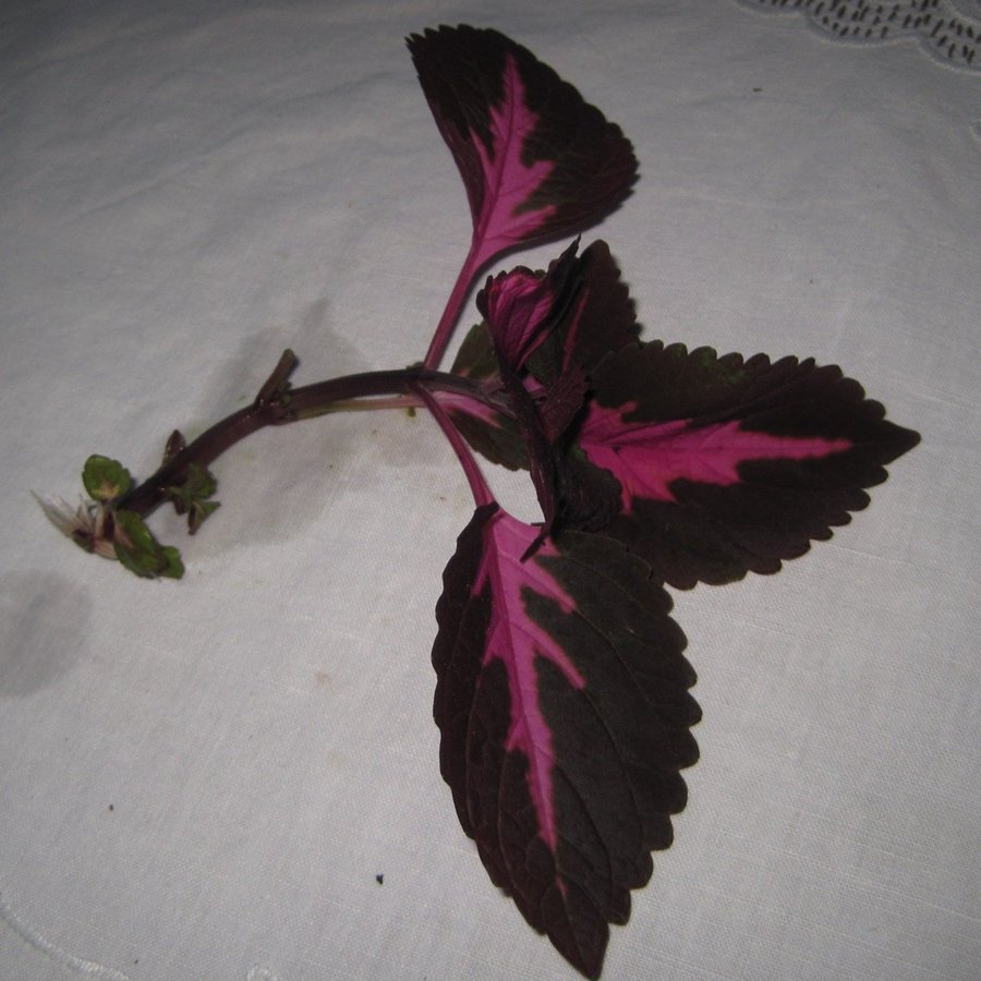 PALETTBLAD China Rose, stickling (Coleus scutellarioide)