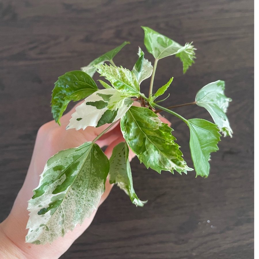 Hibiscus 'Snow Queen' stickling