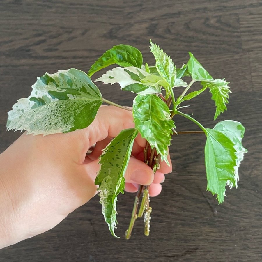 Hibiscus 'Snow Queen' stickling