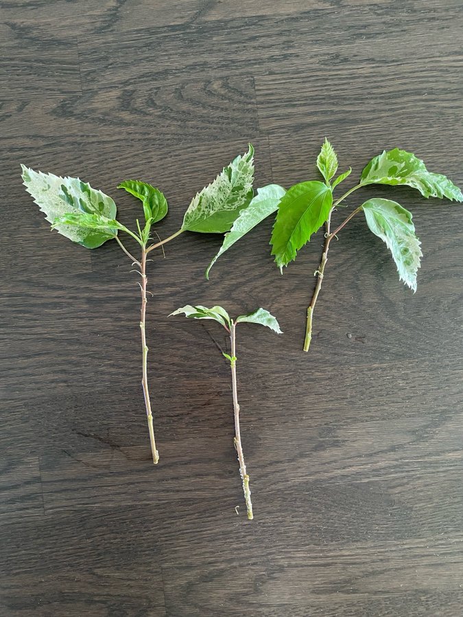 Hibiscus 'Snow Queen' stickling