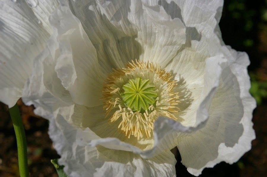 Sissinghurst White Poppy. 30 frön. P. Somniferum L. Härdig sort från Kalifornien