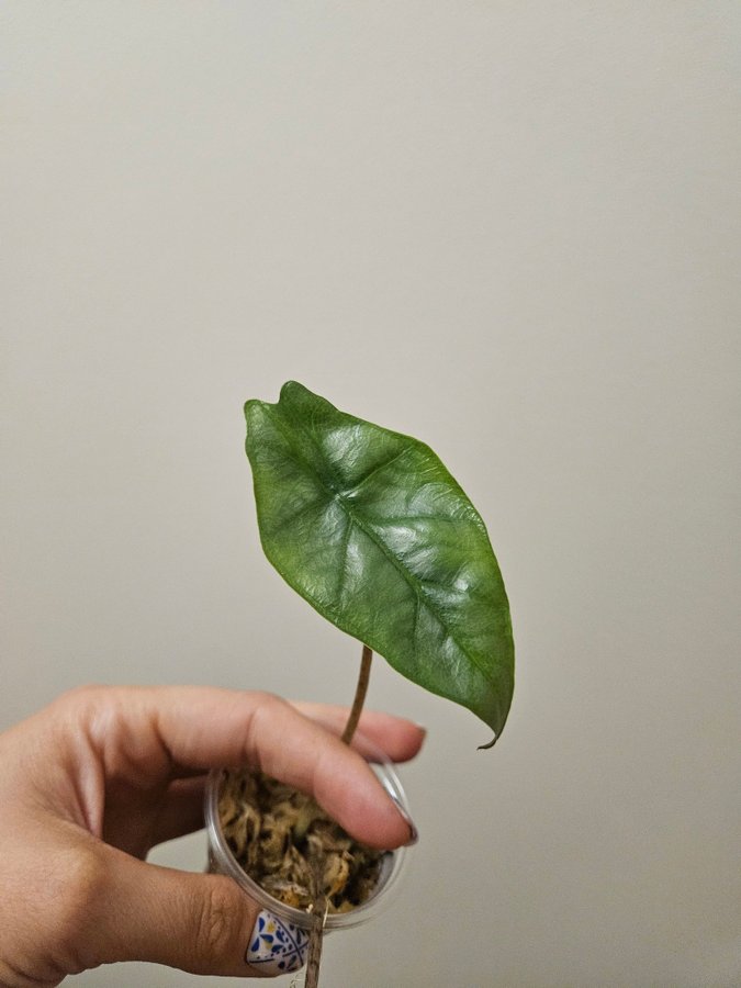 Alocasia heterophylla