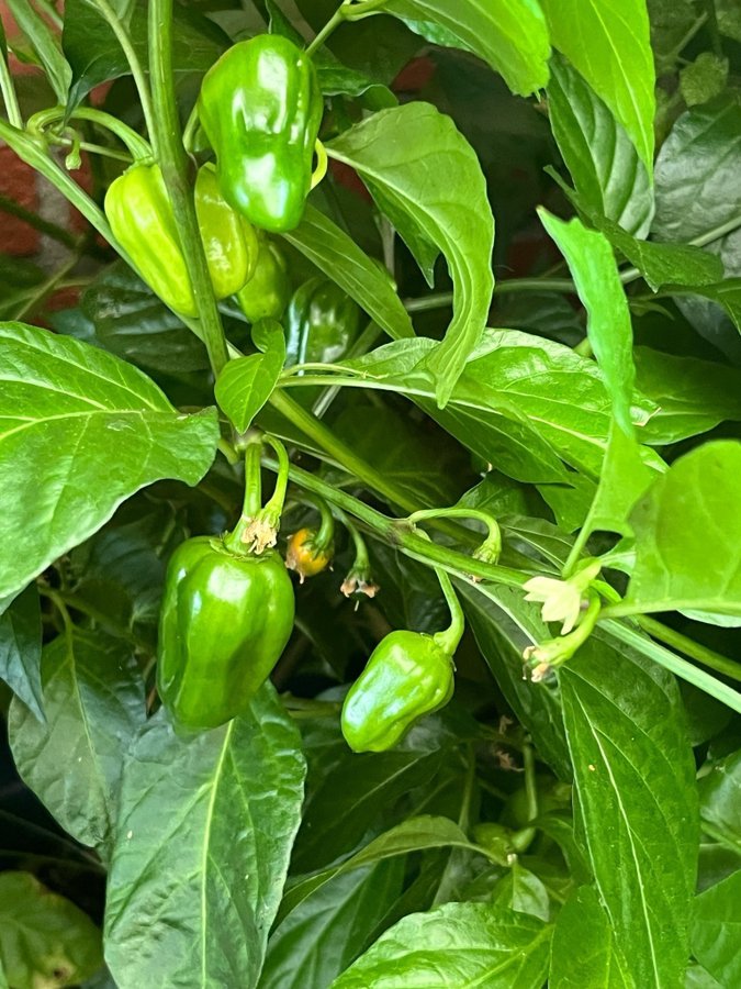 Havannapeppar 'Habanero Orange/gul ca 5 frön