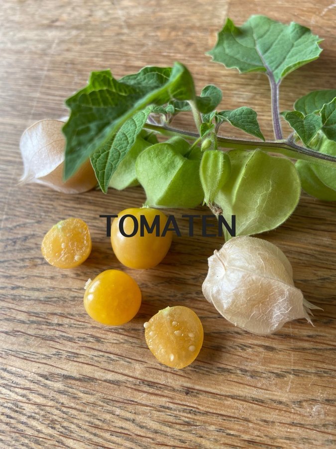 Physalis peruviana frön