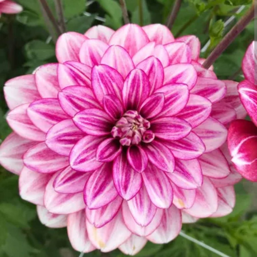 Dahlia hemisphere