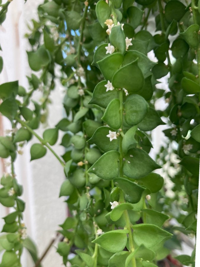 Hoya Dischidia Ruscifolia