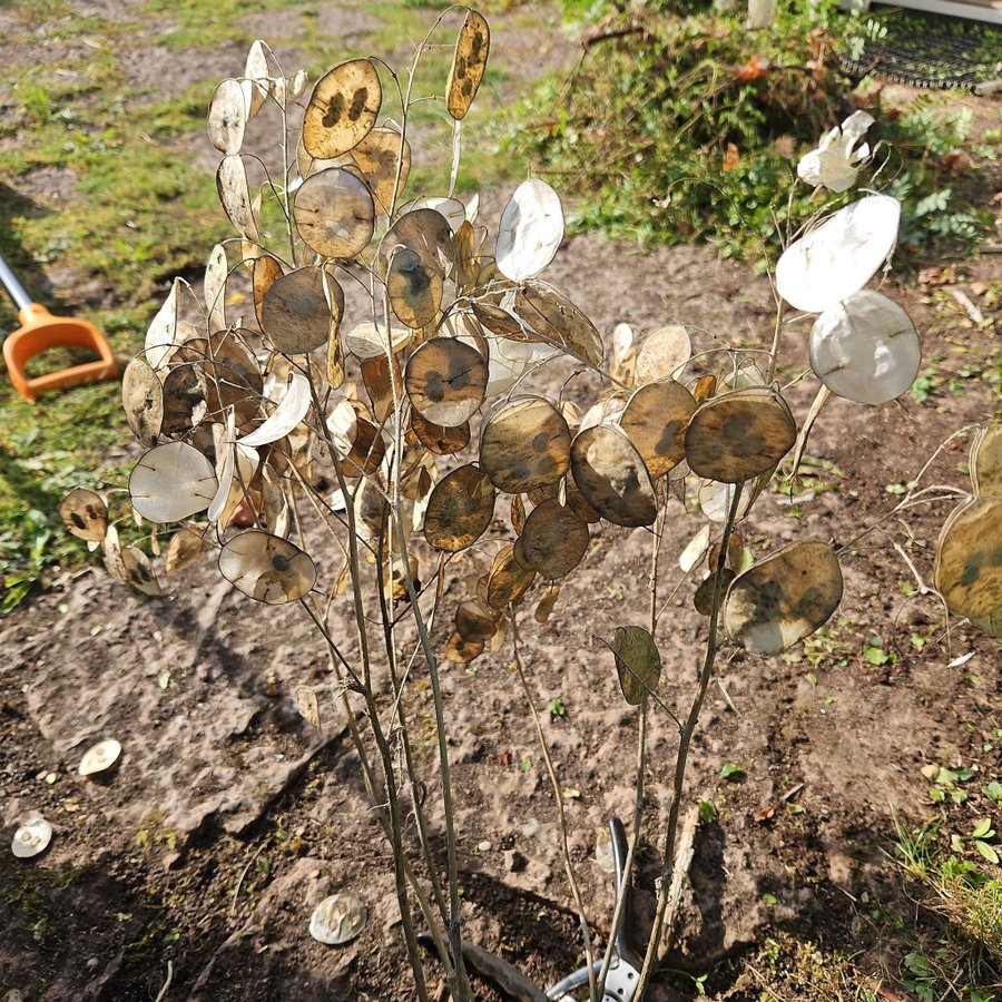 Lunaria annua (Silverpenningar)