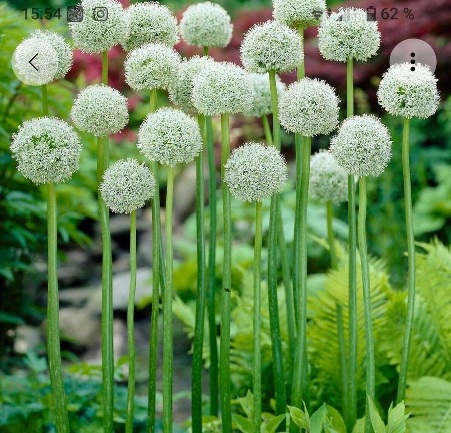 Allium Giganteum