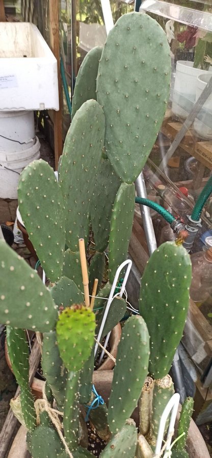 (1st) stort Opuntia indica kaktu planta.