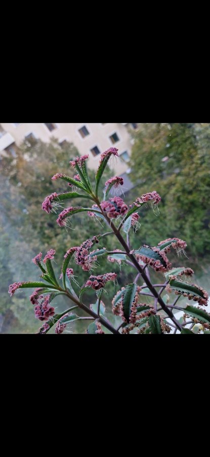 Kalanchoe. Pink butterfly. Tusenmoder