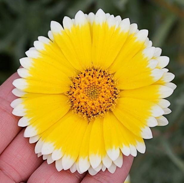 Guldgrävarblomma/Layia platyglossa , h 35 cm, blommar juni-augusti, ca 80 frön