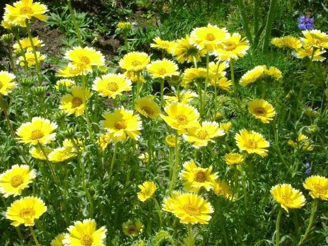 Guldgrävarblomma/Layia platyglossa , h 35 cm, blommar juni-augusti, ca 80 frön