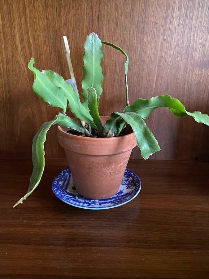 Guatemalensis Epiphyllum Bladkaktus