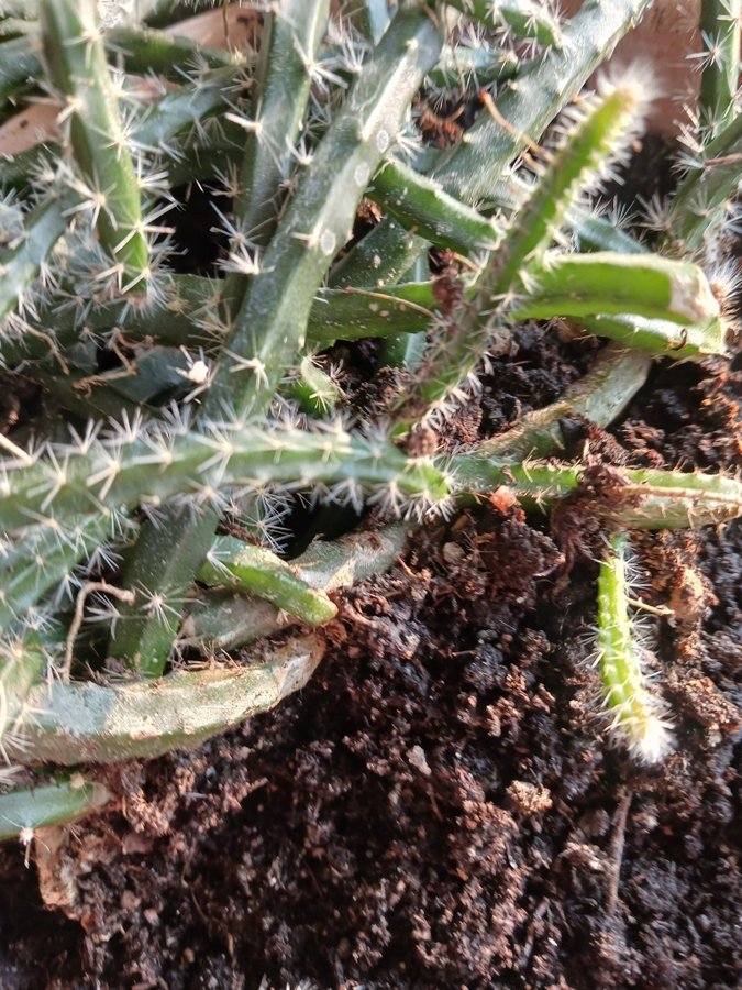 Selenicereus grandiflorus Nattens drottning