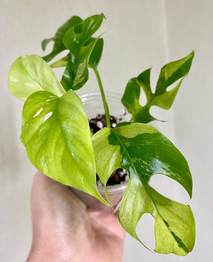 Rhaphidophora tetrasperma variegata monstera