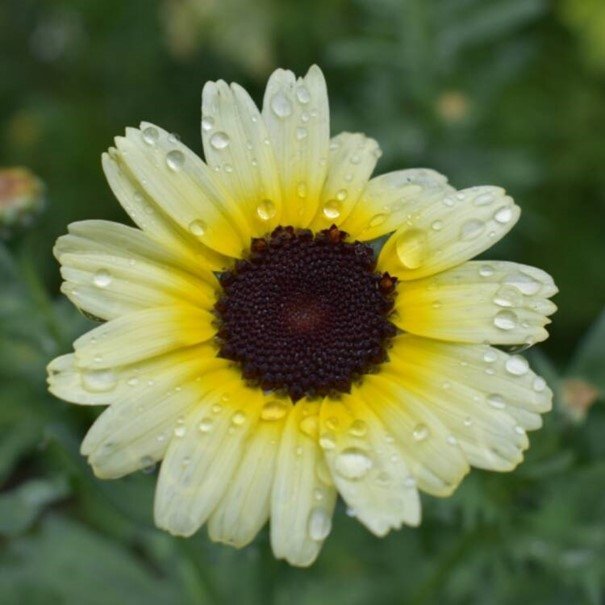 Brokkrage 'Eastern Star', ettårig sommarblomma, höjd ca 60 cm, minst 50 frön