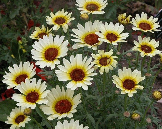 Brokkrage 'Eastern Star', ettårig sommarblomma, höjd ca 60 cm, minst 50 frön