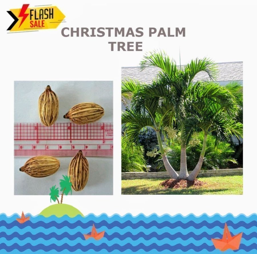 Julpalm (Christmas palm) - Manila palm - Adonidia merrillii - 3 frön