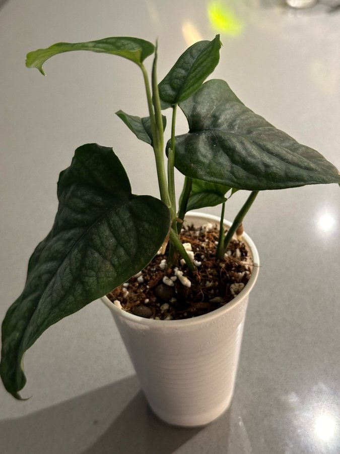 Monstera Siltepecana