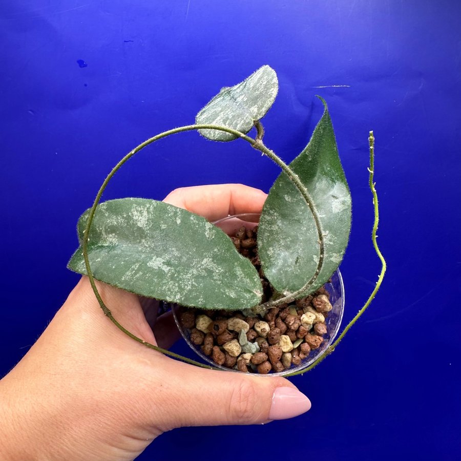 Hoya flagellata ’(Silver)’ - rotad stickling