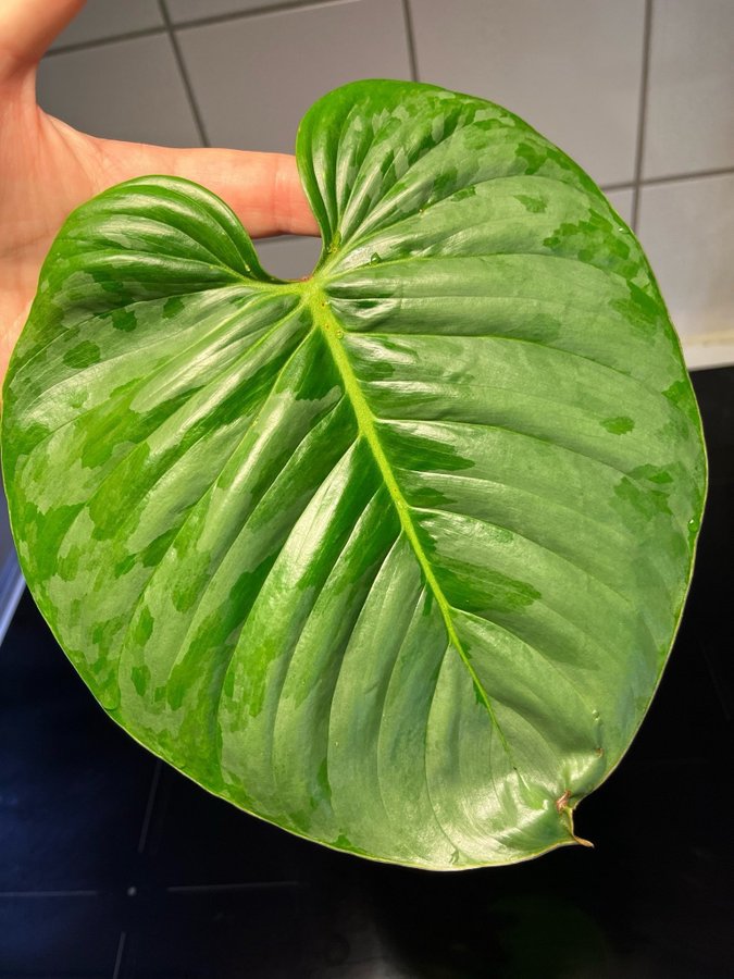 Philodendron Majestic Toppstickling Ovanlig !