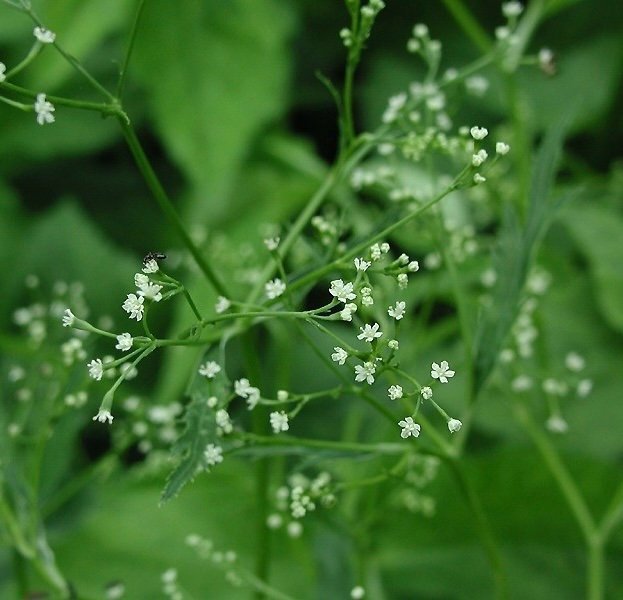 Japansk persilja Cryptotaenia japonica