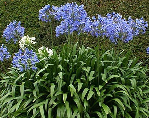 Afrikas Blå Lilja, Agapanthus, flerårig, höjd 70 cm, blomtid aug-sep, 5 frön