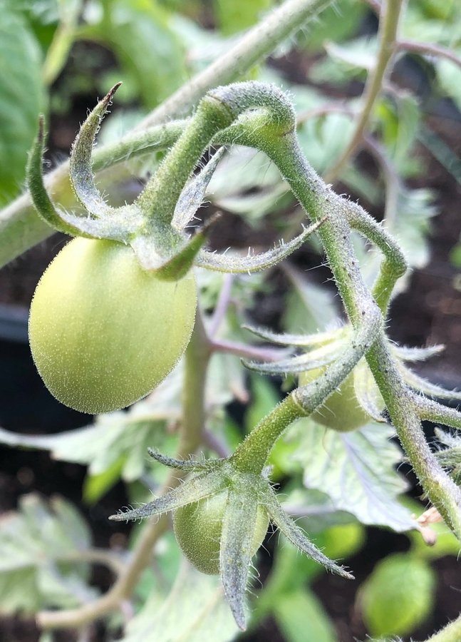 Tomatplanta sorten heter irishka 10 frön