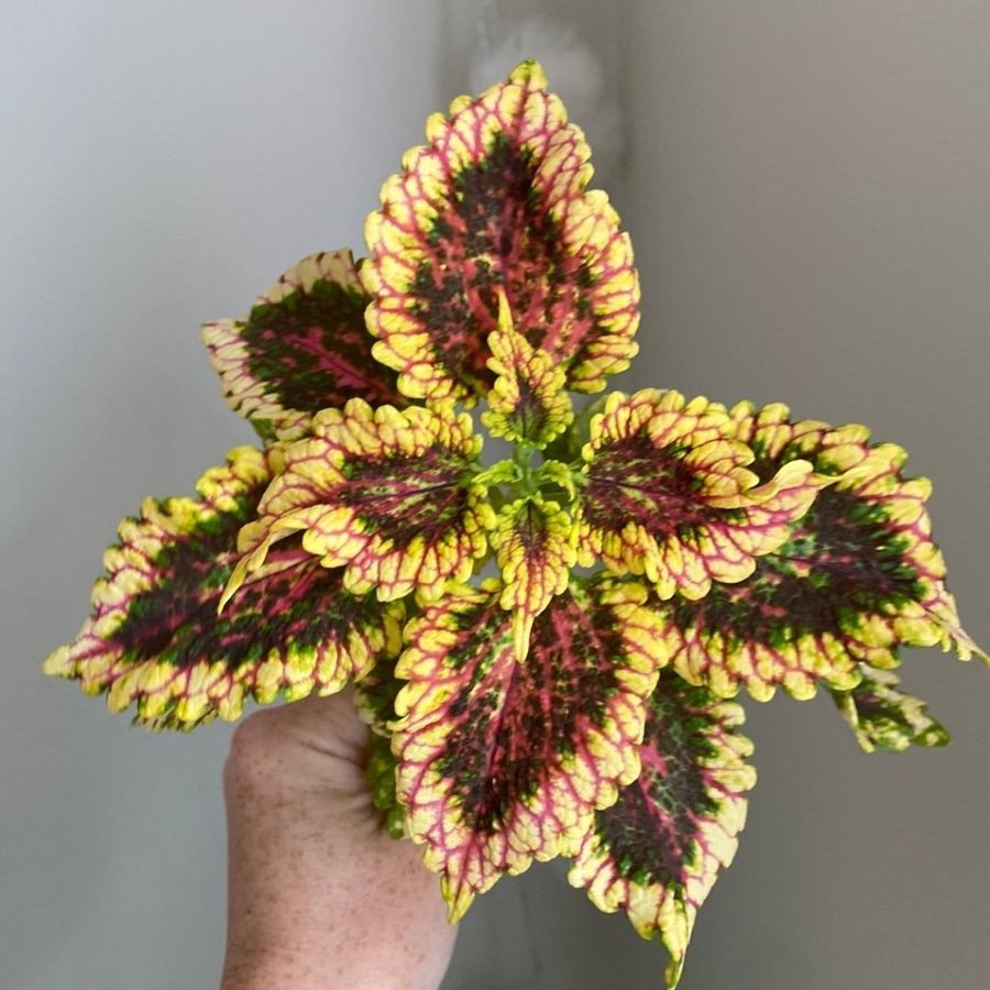 F3 från Elisas nursery *palettblad*coleus*