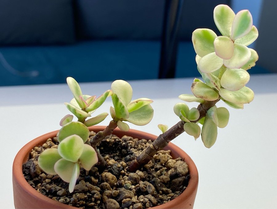 Portulacaria afra fallis variegata