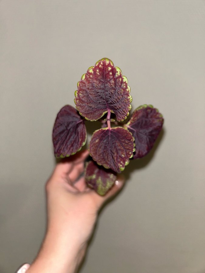 Coleus palettblad NN stickling #43