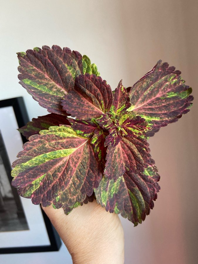 Palettblad/Coleus TESS