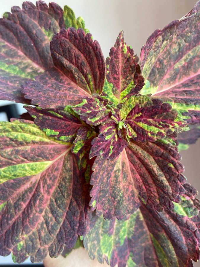 Palettblad/Coleus TESS