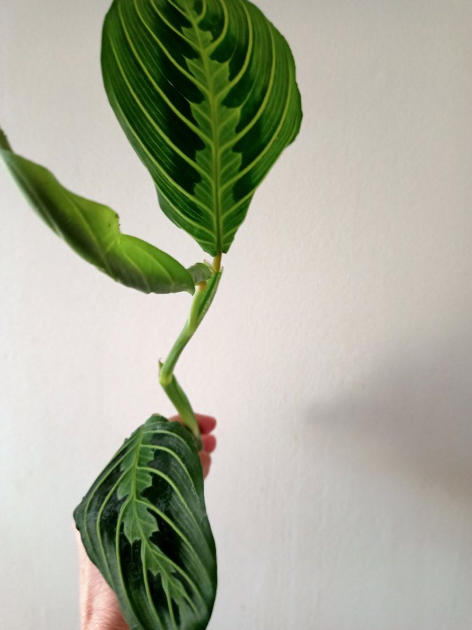 MARANTA " LEMON LIME" - stickling