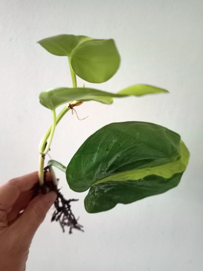 PHILODENDRON BRASIL - planta