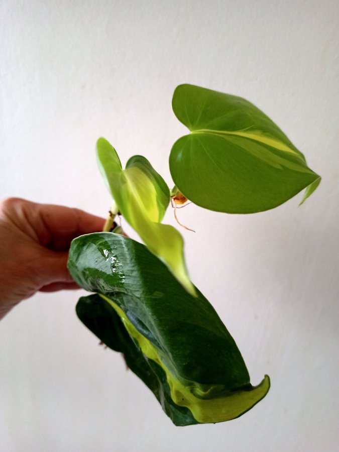 PHILODENDRON BRASIL - planta