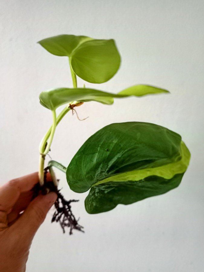 PHILODENDRON BRASIL - planta