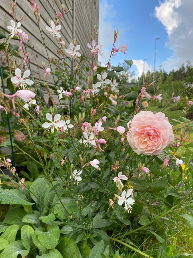 20 st Rosa vit Gaura lindheimeri Sommarljus frön som svävande fjärilar perenn