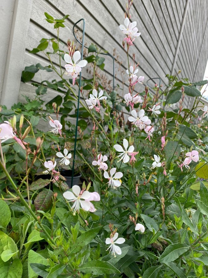 20 st Rosa vit Gaura lindheimeri Sommarljus frön som svävande fjärilar perenn