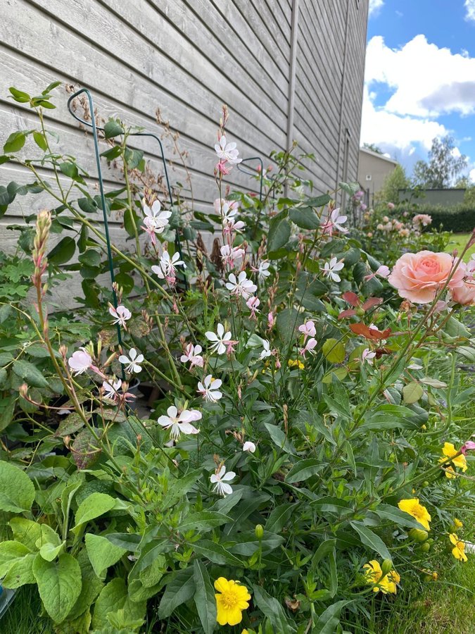 20 st Rosa vit Gaura lindheimeri Sommarljus frön som svävande fjärilar perenn